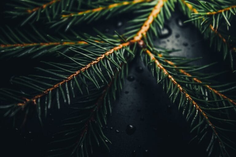 Photo Christmas Trivia Game