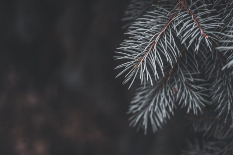 Photo Christmas Trivia